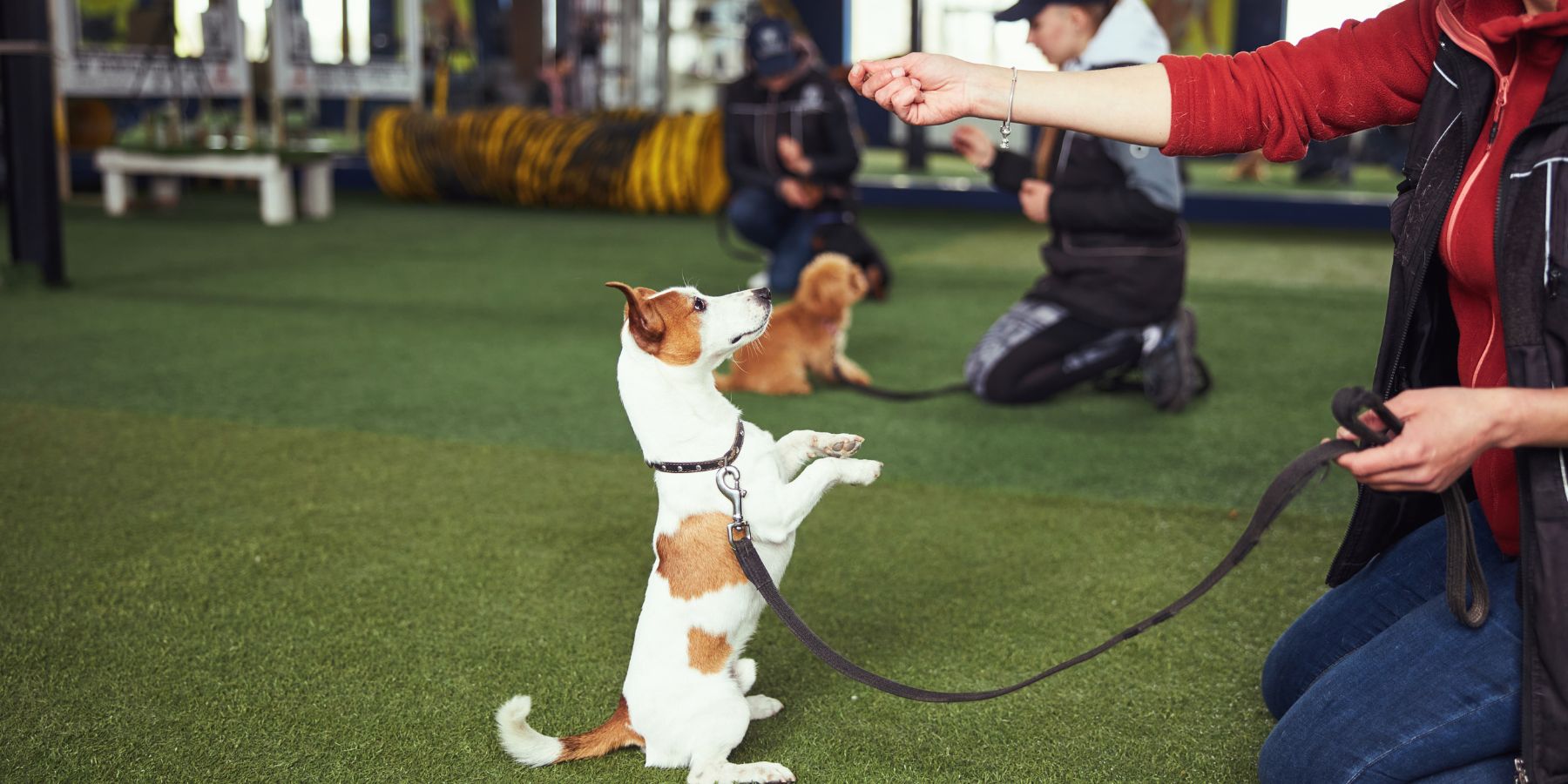 Teaching Fun and Useful Tricks through Dog Commands