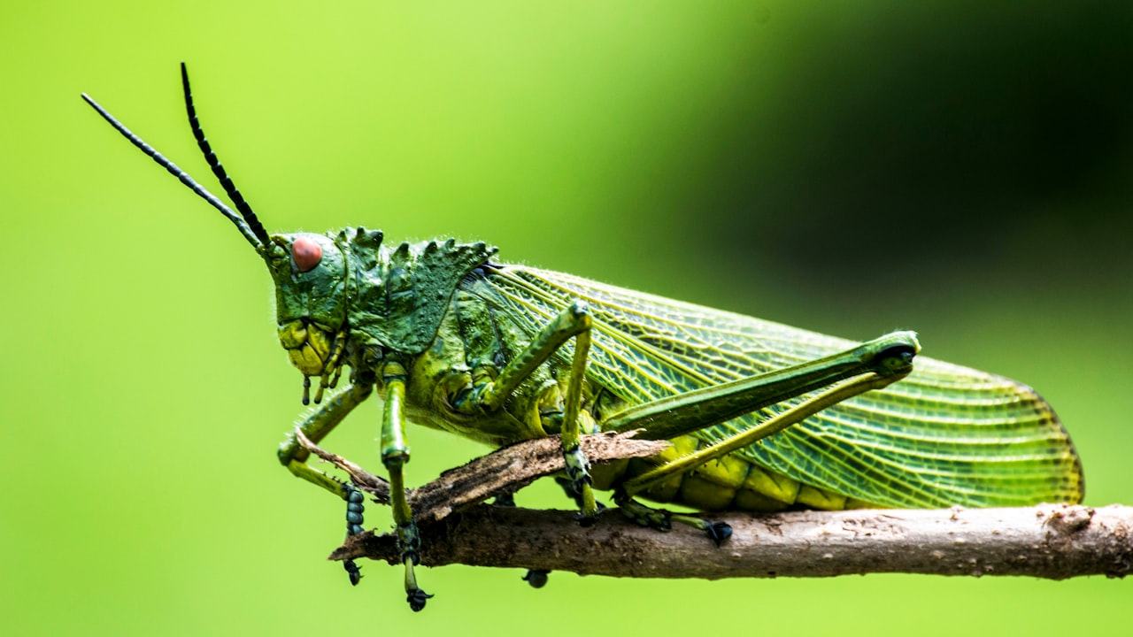 Bug Bracelets: A Climber's Sidekick?