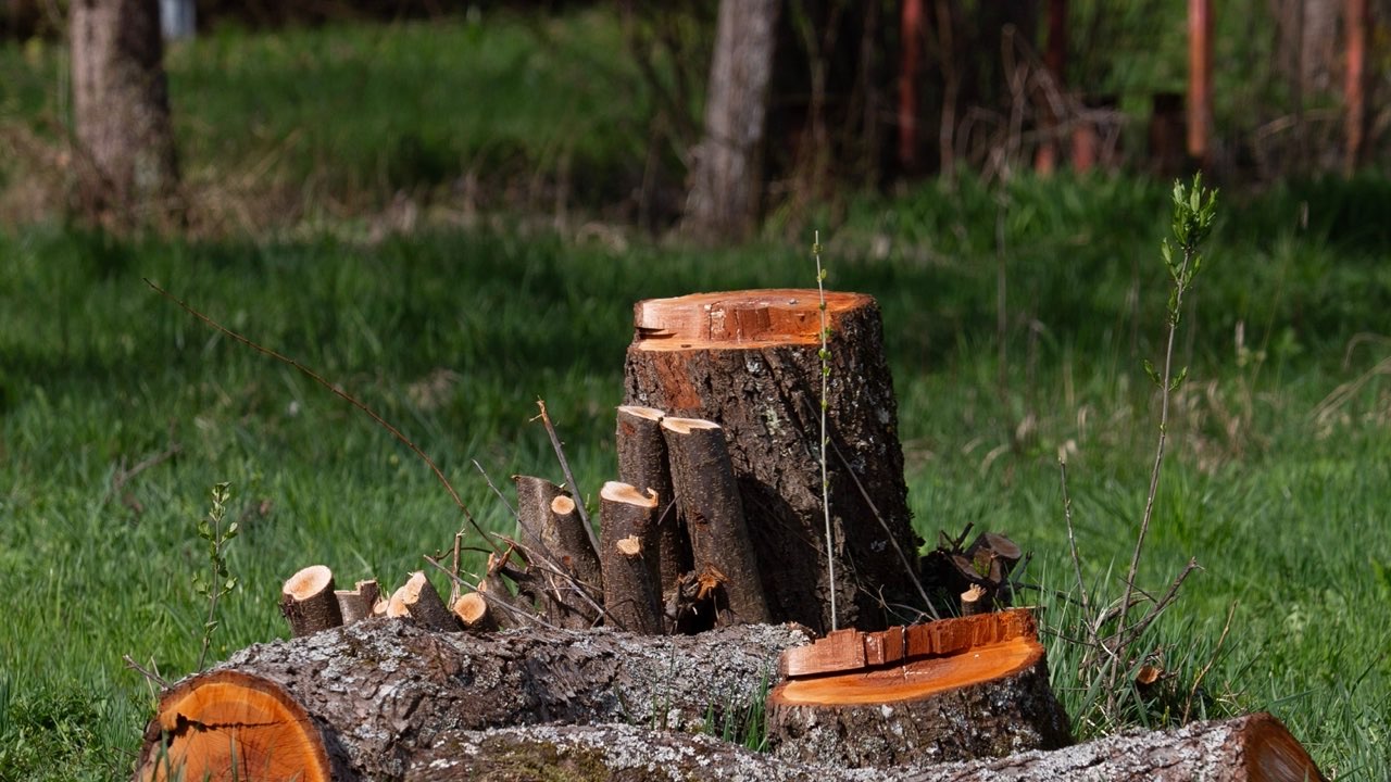 Operator Habits That Shorten Stump Grinder Tooth Life — Without Anyone Noticing